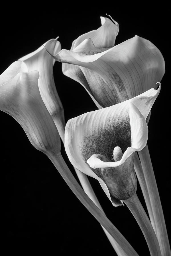 Graphic Calla Lilies Photograph by Garry Gay