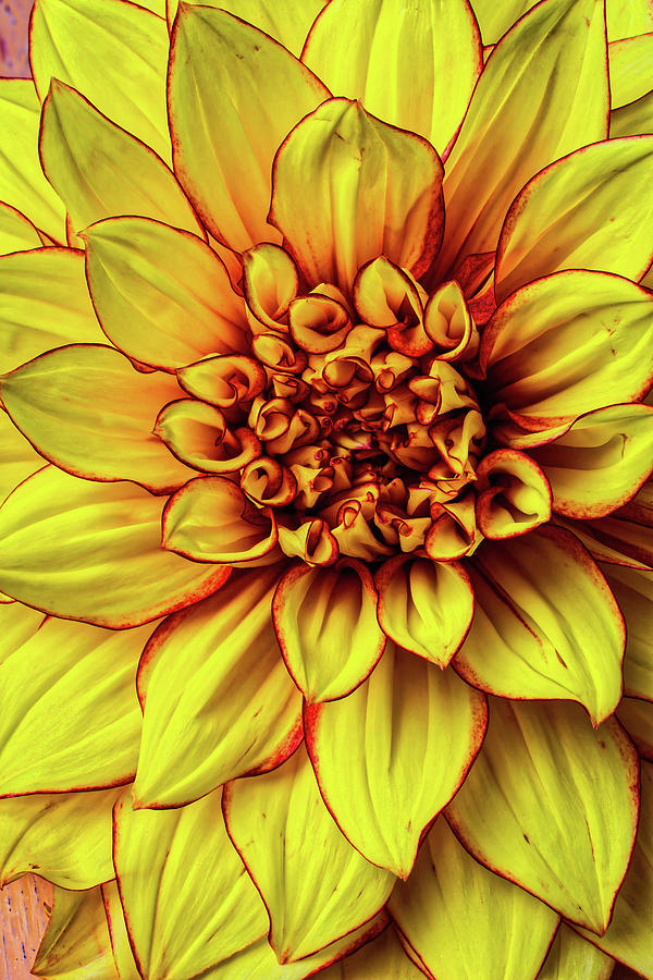 Graphic Dahlia 2 Photograph by Garry Gay