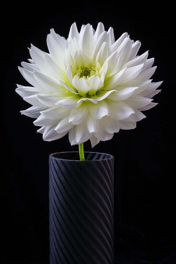 Graphic Dahlia Photograph by Garry Gay