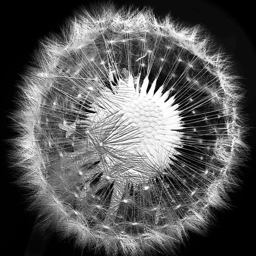 Black And White Photograph - Graphic Dandelion by Terence Davis