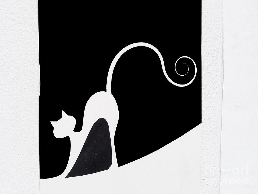 Graphic Elegant Spanish Cat Photograph by Brenda Kean