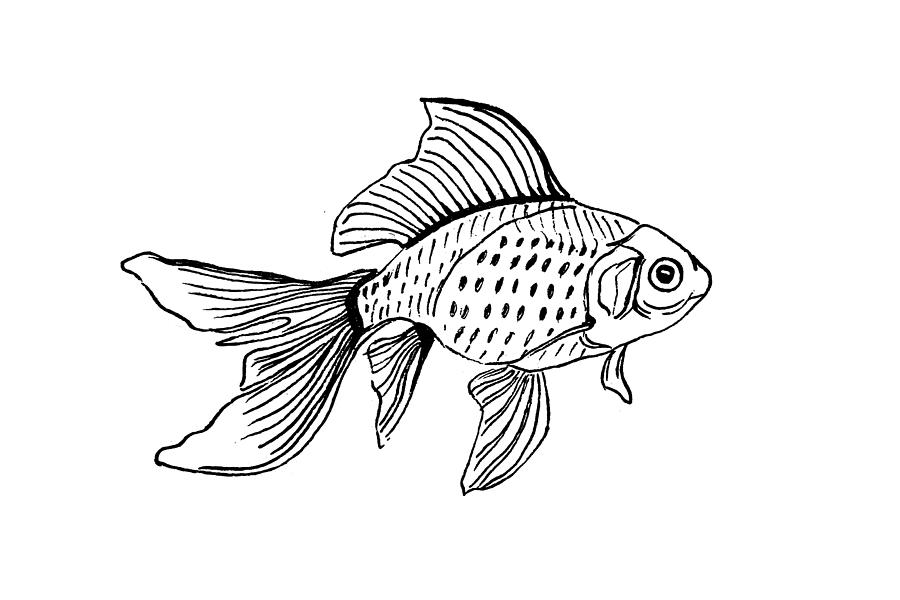Graphic Fish Drawing by Masha Batkova