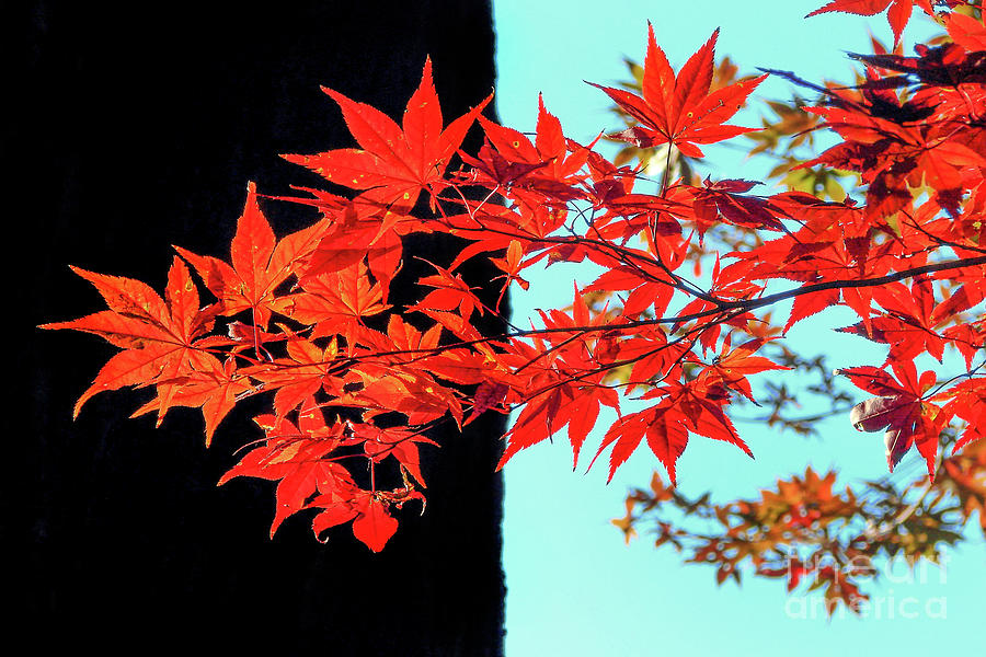 Red maple leaves in autumn Photograph by Delphimages Photo Creations