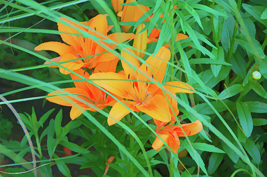 Graphic Orange Tiger Lilies Photograph by Aimee L Maher ALM GALLERY