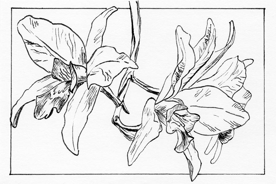 Graphic Orchid Drawing by Masha Batkova