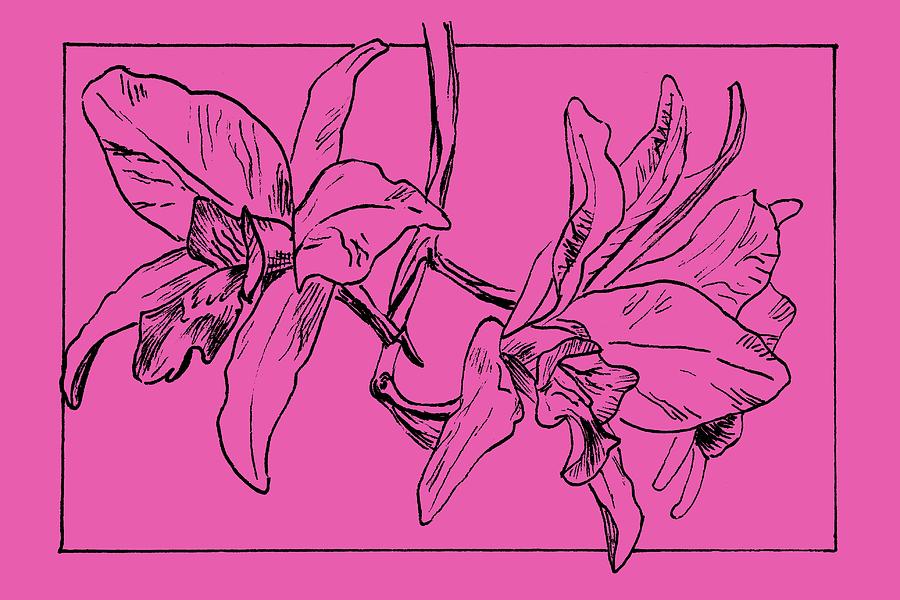 Graphic Orchid on Transparent Background Drawing by Masha Batkova