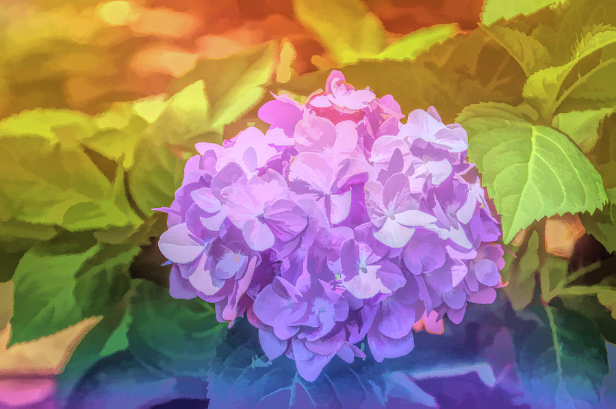 Graphic Rainbow Hydrangea Photograph by Aimee L Maher ALM GALLERY
