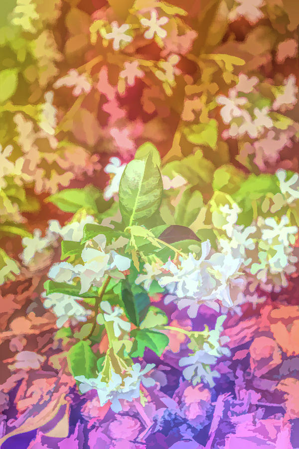 Graphic Rainbow Jasmine in Bloom Photograph by Aimee L Maher ALM GALLERY