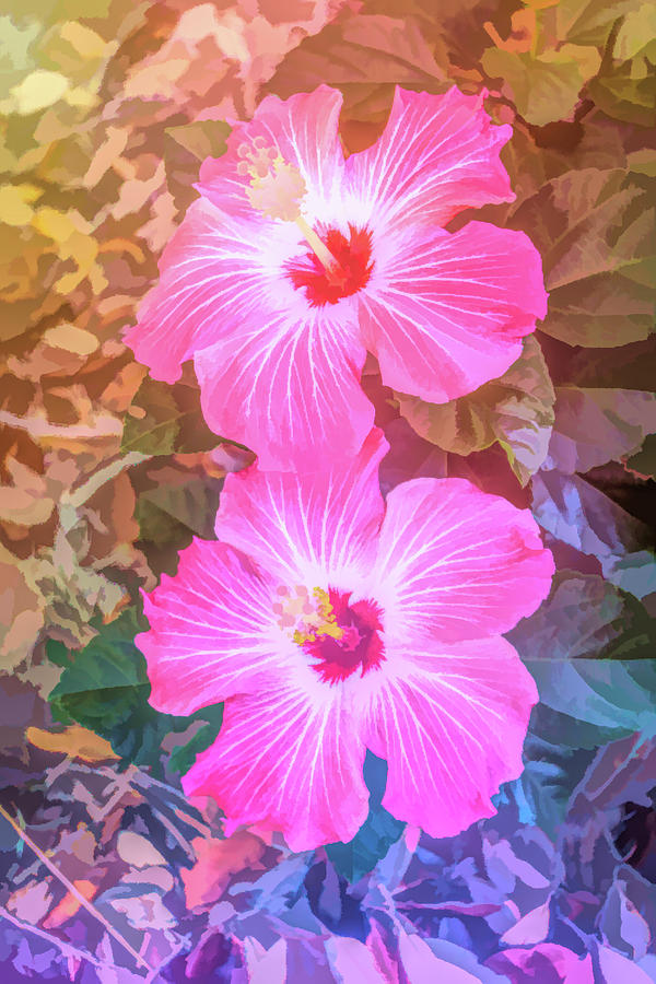 Graphic Rainbow Pink Hibiscus Blooms Vertical Photograph by Aimee L Maher ALM GALLERY