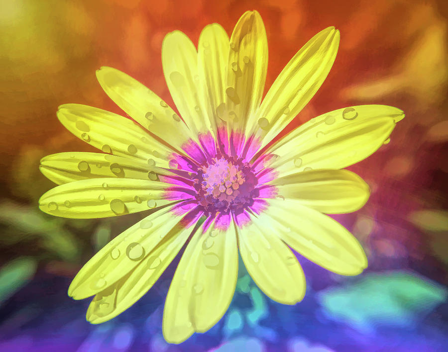 Graphic Rainbow Yellow Daisy Photograph by Aimee L Maher ALM GALLERY