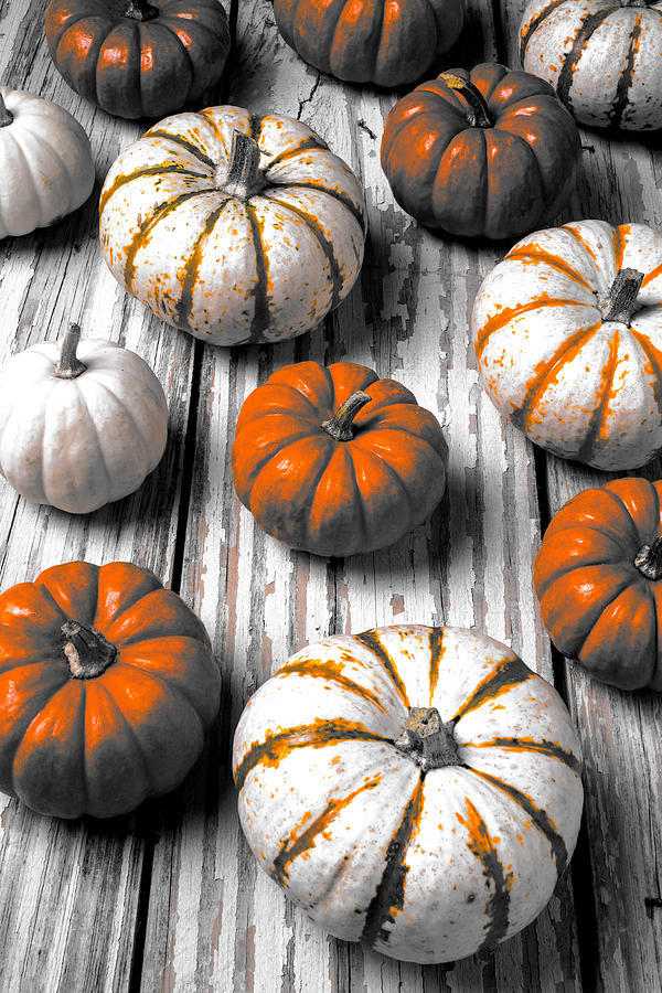 Graphic Small Autumn Pumpkins Photograph by Garry Gay