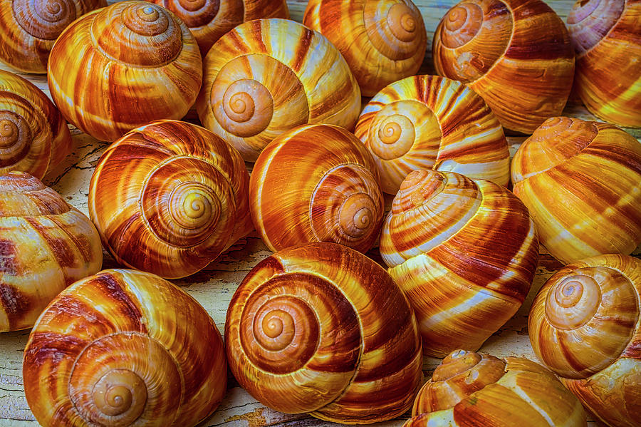 Graphic Snail Shells Photograph by Garry Gay