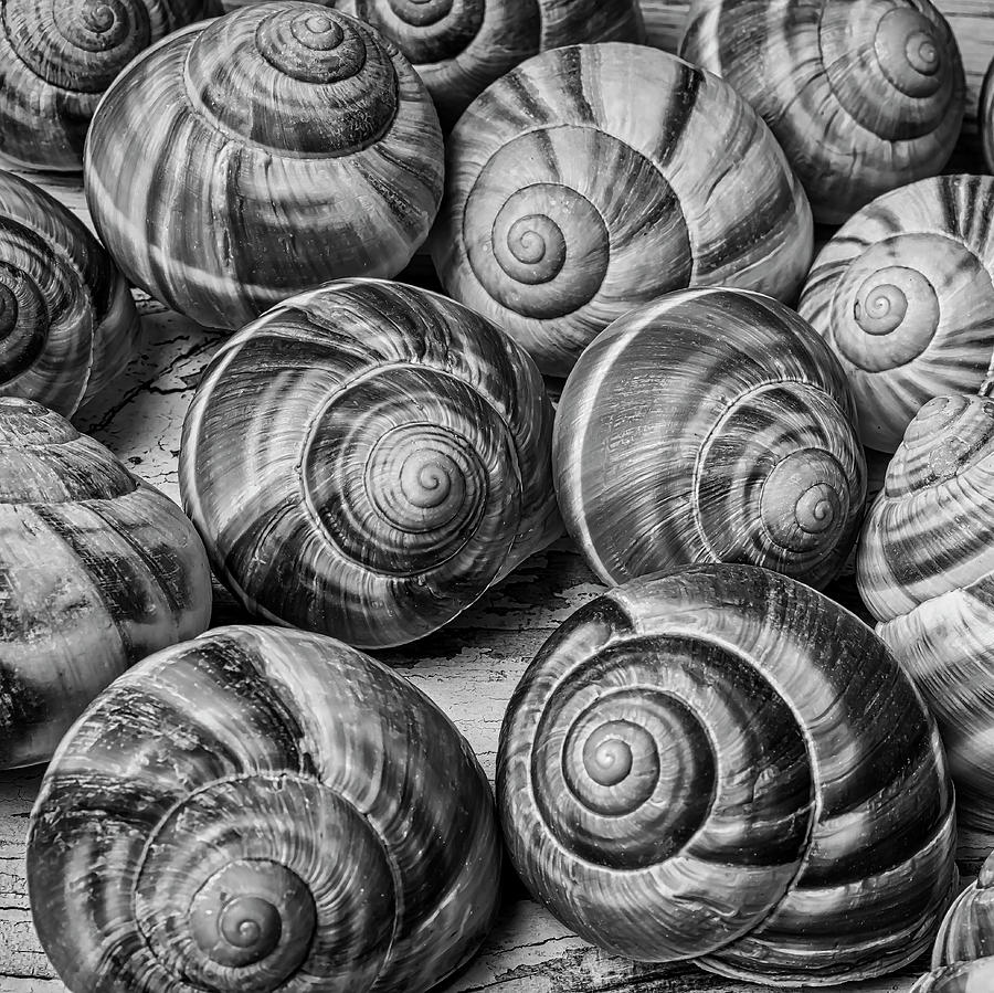 Black And White Photograph - Graphic Snail Shells In Black And White by Garry Gay