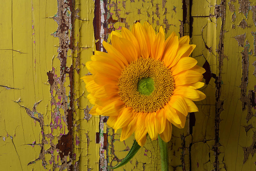 Graphic Sunflower Photograph by Garry Gay