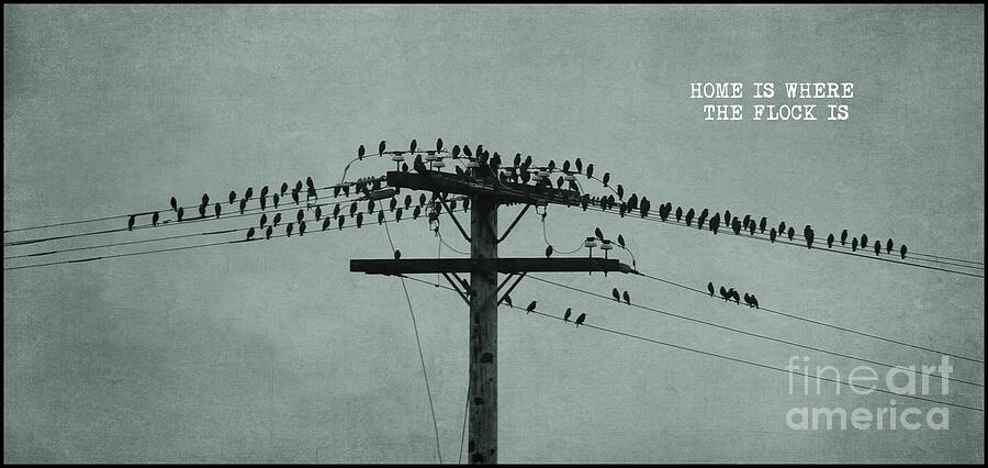 Graphic - The Birds Photograph by Patricia Strand