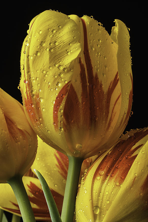 Tulip Photograph - Graphic Tulip by Garry Gay