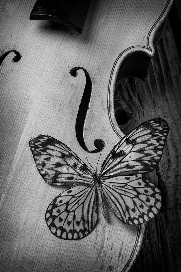 Graphic Wings On Violin Photograph by Garry Gay