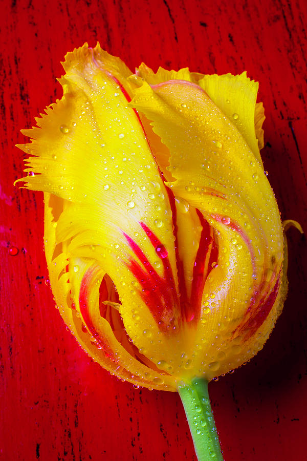 Graphic Yellow Red Tulip Photograph by Garry Gay