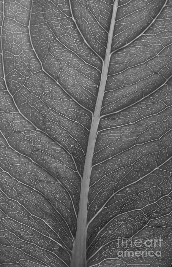 Graphite Leaf Photograph by Anita Adams