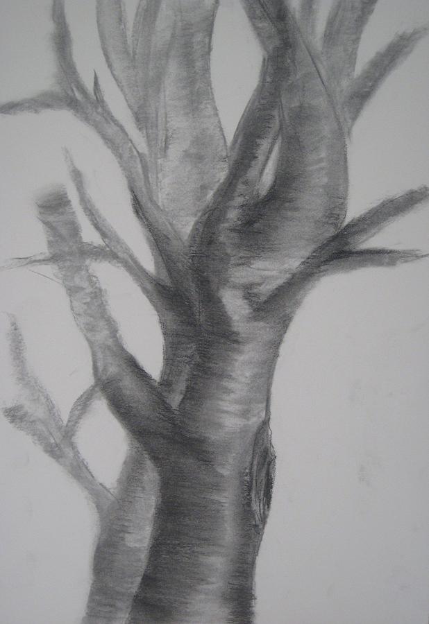 Tree Drawing - Graphite Tree by Agni Winningham