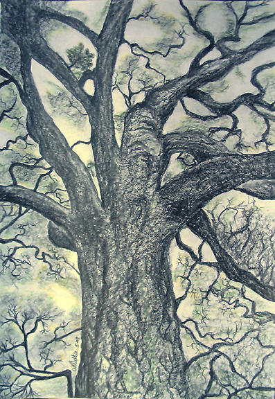 Graphite Tree Drawing by Lee-Anne Peters - Fine Art America