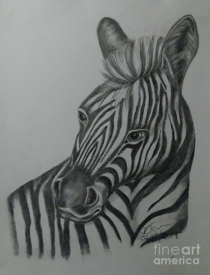 Zebra Drawing - Graphite Zebra by Vickie Roche