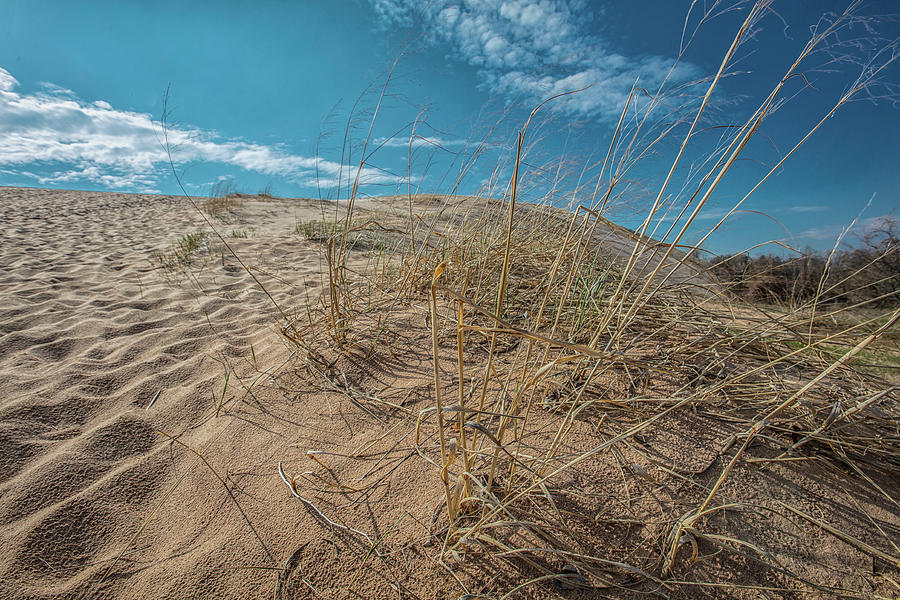 Gras and Dunes  Photograph by John McGraw