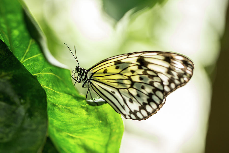 Butterfly Photograph - Grasp by Jennifer Luzio
