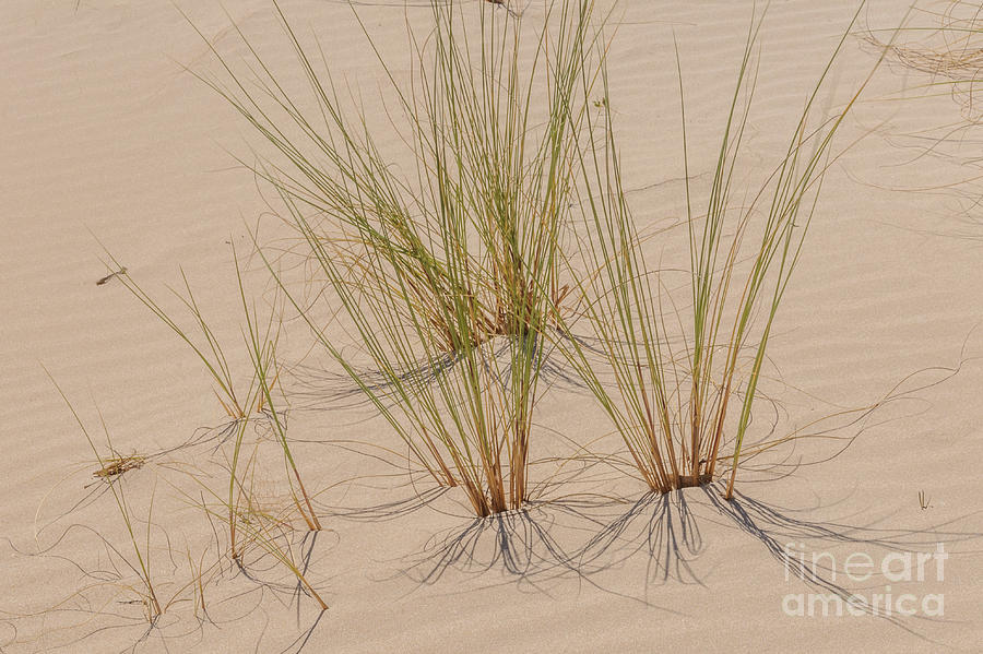 Grass 1 Photograph by Werner Padarin