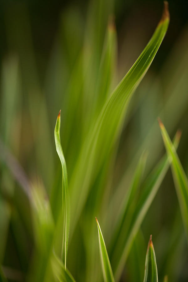Abstract Photograph - Grass Abstract 1 by Mike Reid