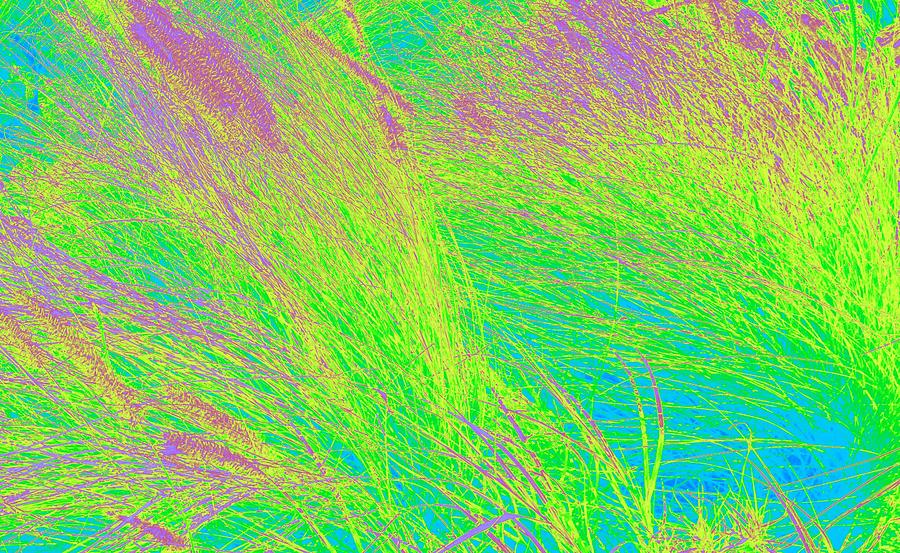 Grass Abstract 2 Photograph by Donna Spadola