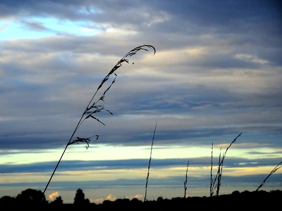 Grass against abstract sky Photograph by Susan Baker