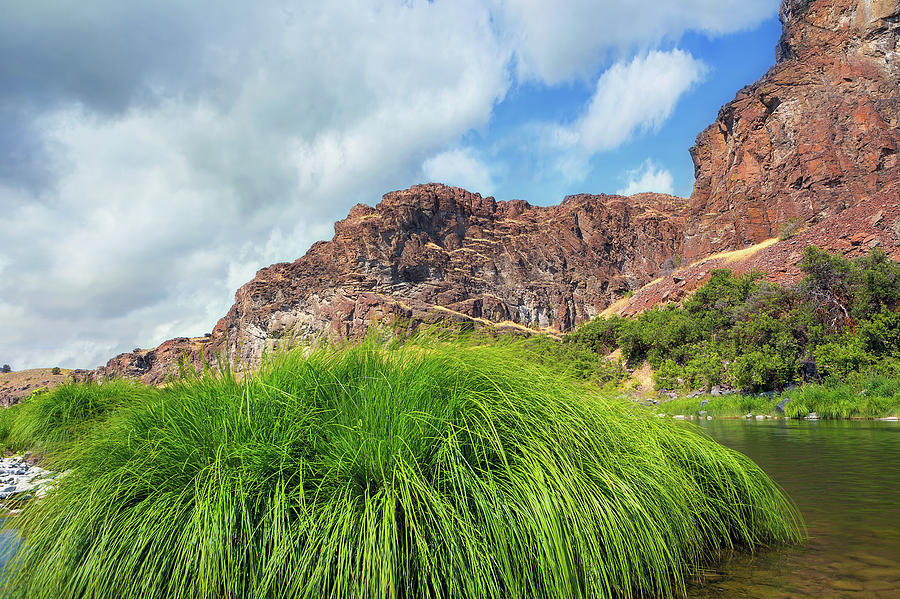 Grass along John Day River in Central Oregon Photograph by David Gn