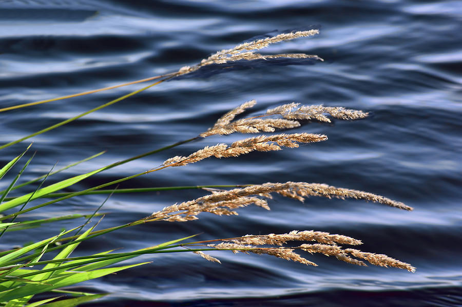 Grass and a Breeze Photograph by Nikolyn McDonald