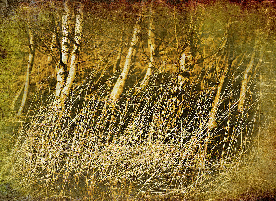 Grass And Birch Photograph by Meirion Matthias