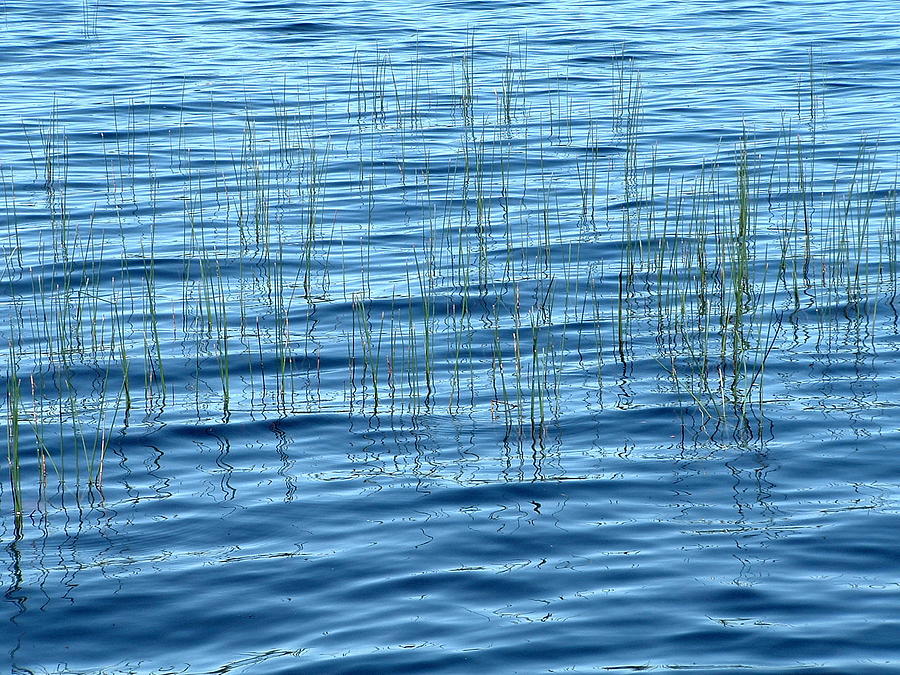 Grass and blue water Photograph by T Guy Spencer