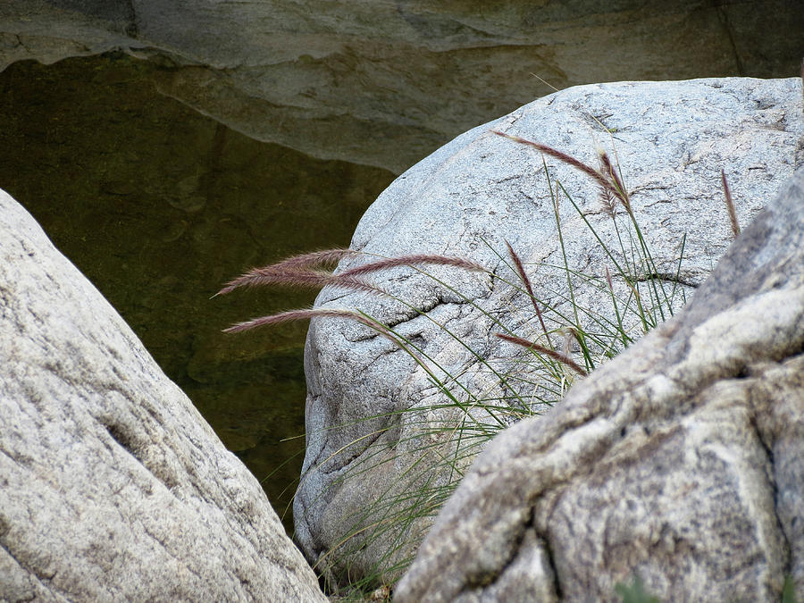 Grass and Boulders Photograph by Laurel Powell