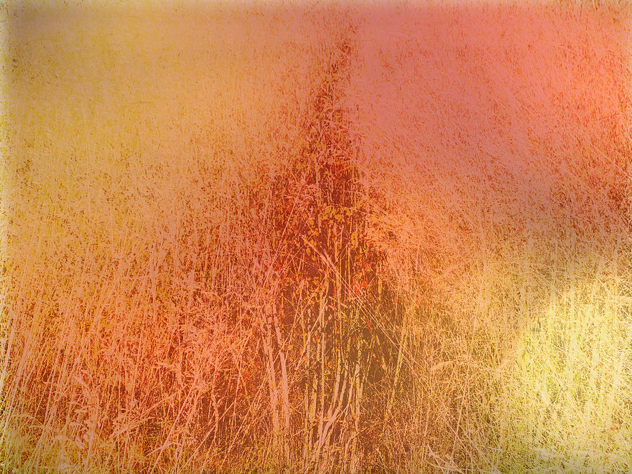 Abstract Photograph - Grass and Colour by Lyn  Perry