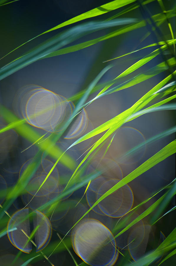 Nature Photograph - Grass and Evening Light by Silke Magino