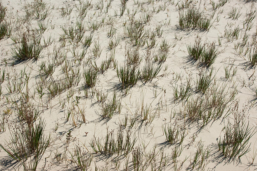Grass and sand Photograph by Anna Kluba
