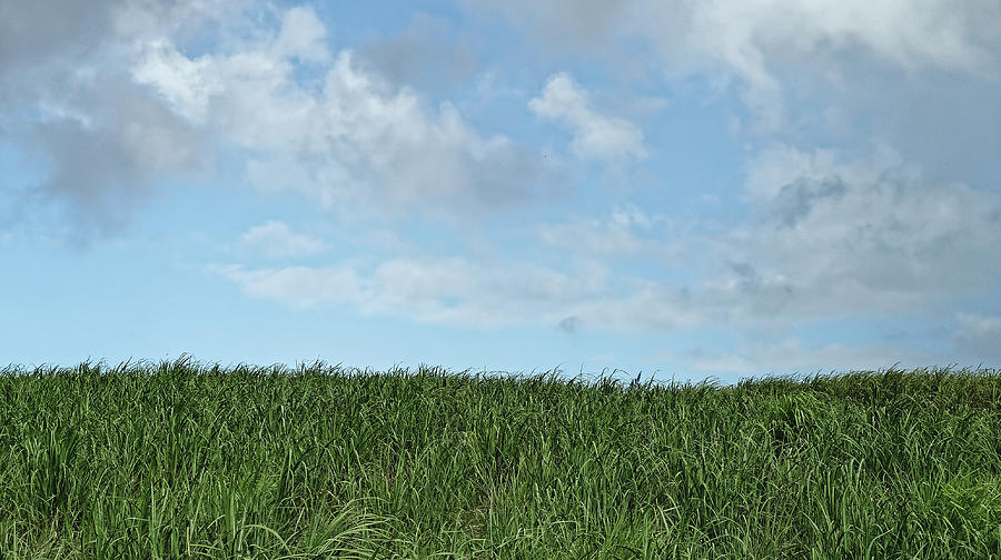 Grass and sky, Barbados 2009 by Chris Honeyman Grass and sky, Barbados 2009 by Chris Honeyman