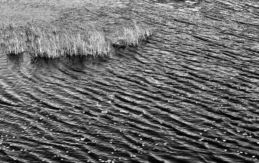 Grass and Water and Lilly Pads BW  Photograph by Lyle Crump