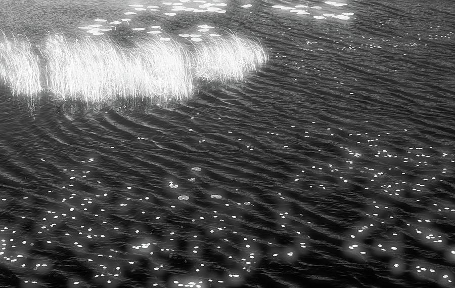 Grass and Water and Lilly Pads BW2  Photograph by Lyle Crump
