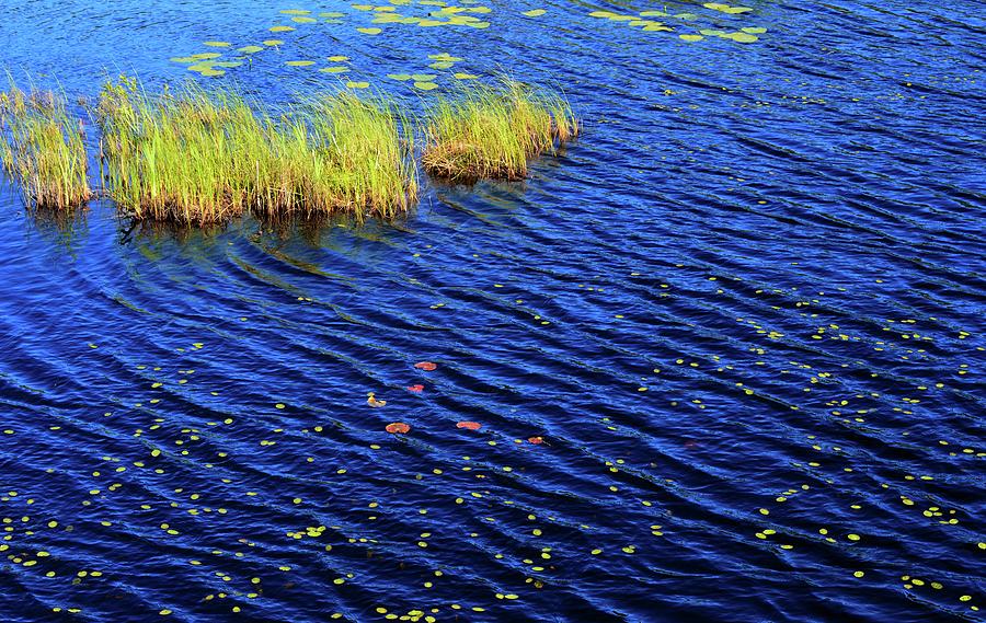 Grass and Water and Lilly Pads  Photograph by Lyle Crump