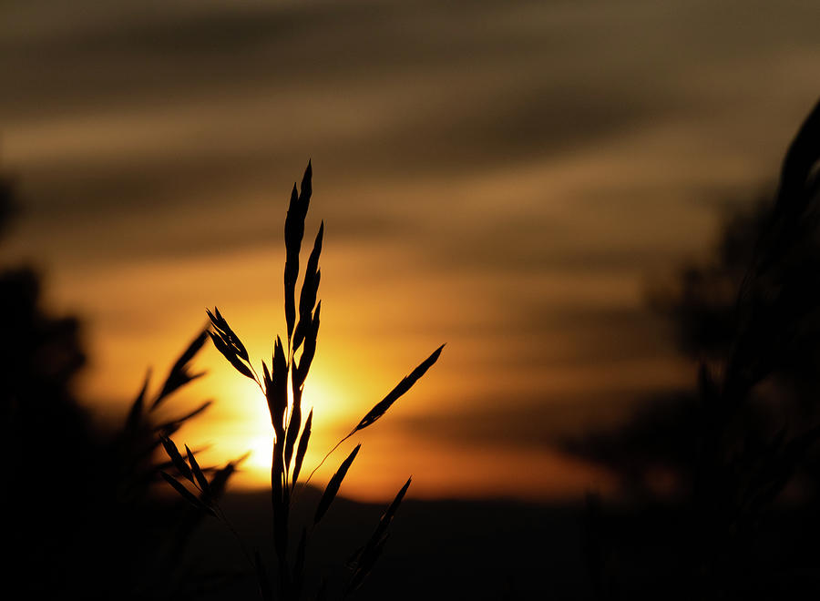 Grass at Sunset Photograph by Kevin Schwalbe