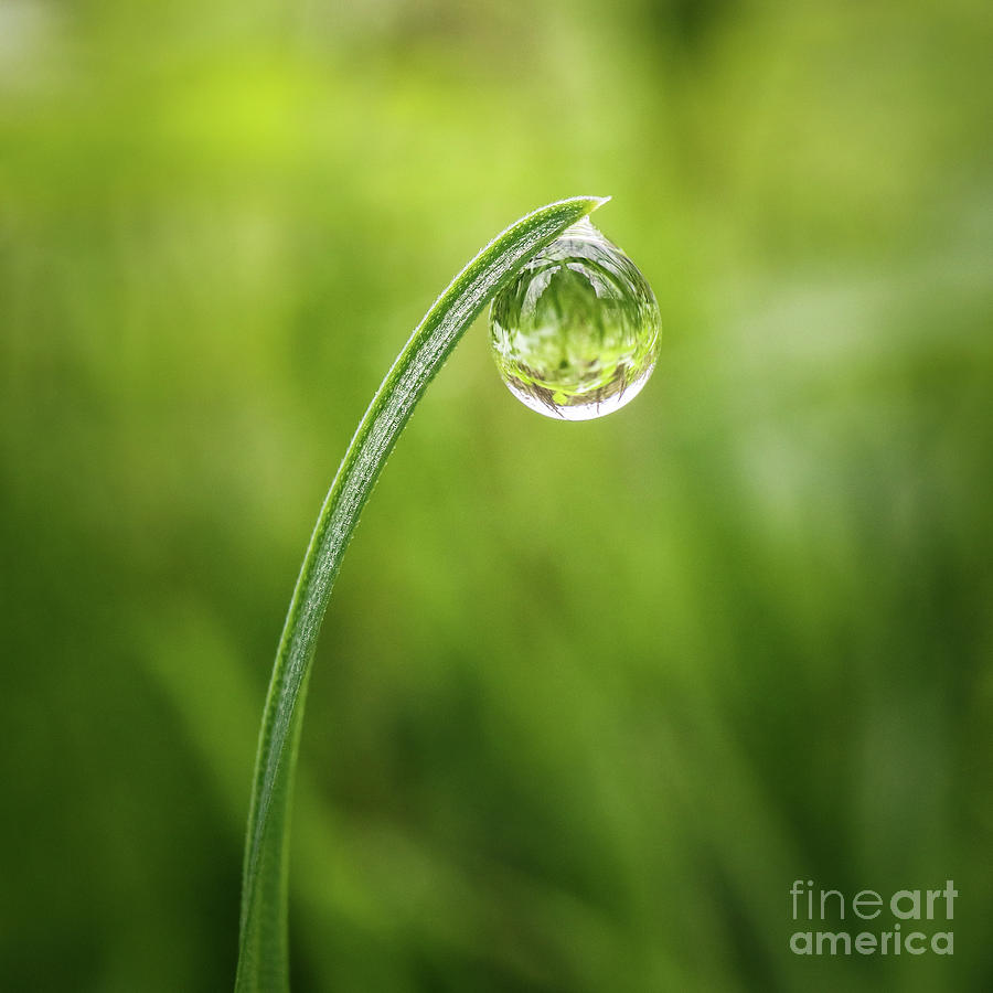 Grass Blade Dew Drop Photograph by Ernesto Ruiz