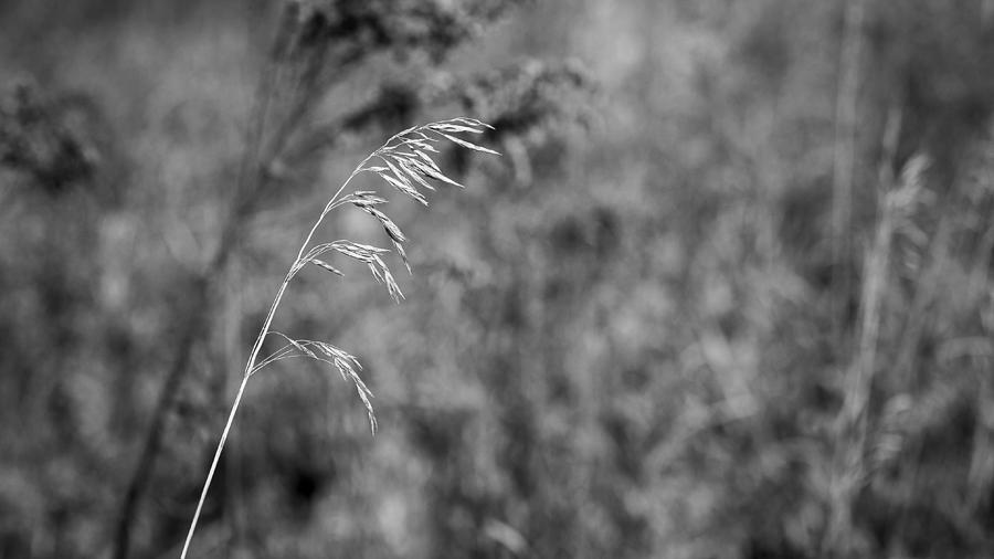 Grass Blade Photograph by Steven Ralser
