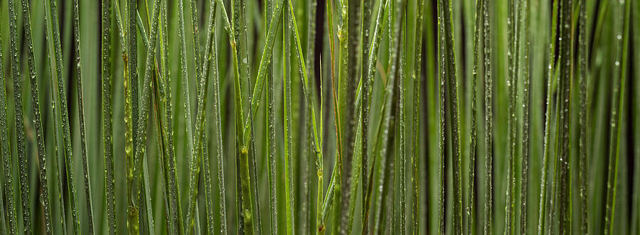Grass Blades Panorama Photograph