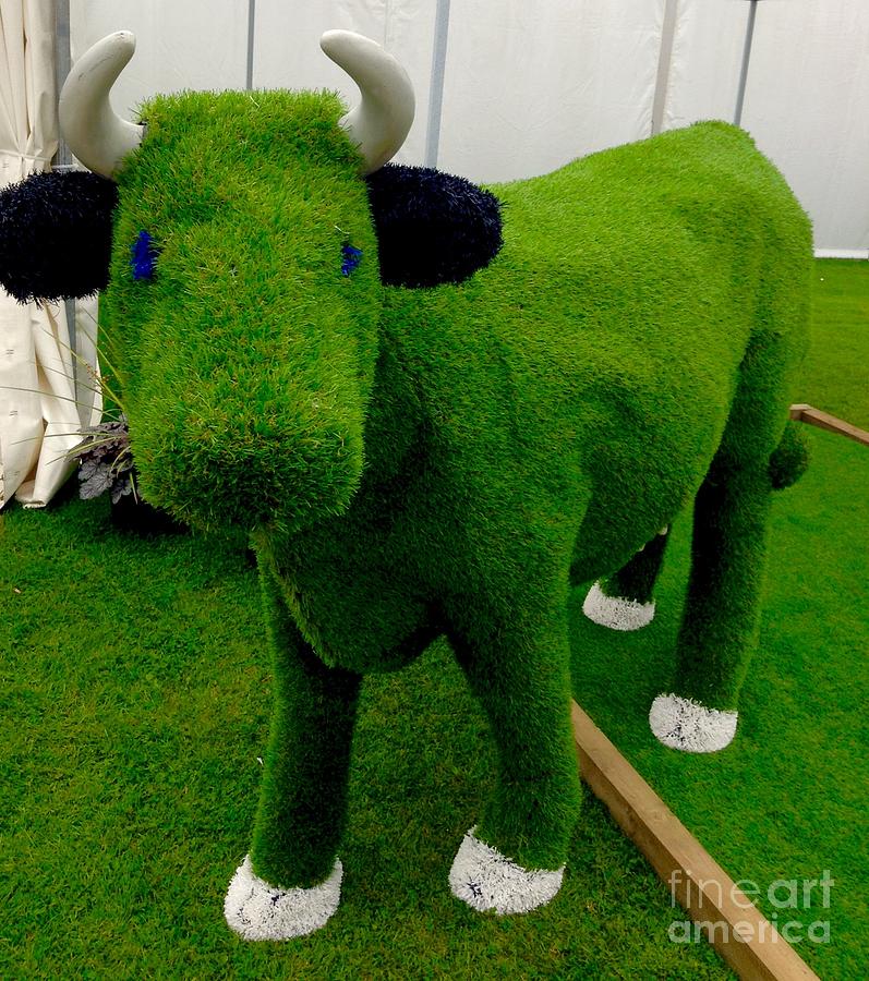 Grass Bull Photograph by Joan-Violet Stretch