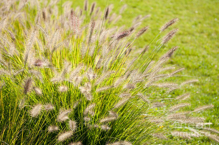 Grass bunch Pennisetum alopecuroides Photograph by Arletta Cwalina - Pixels